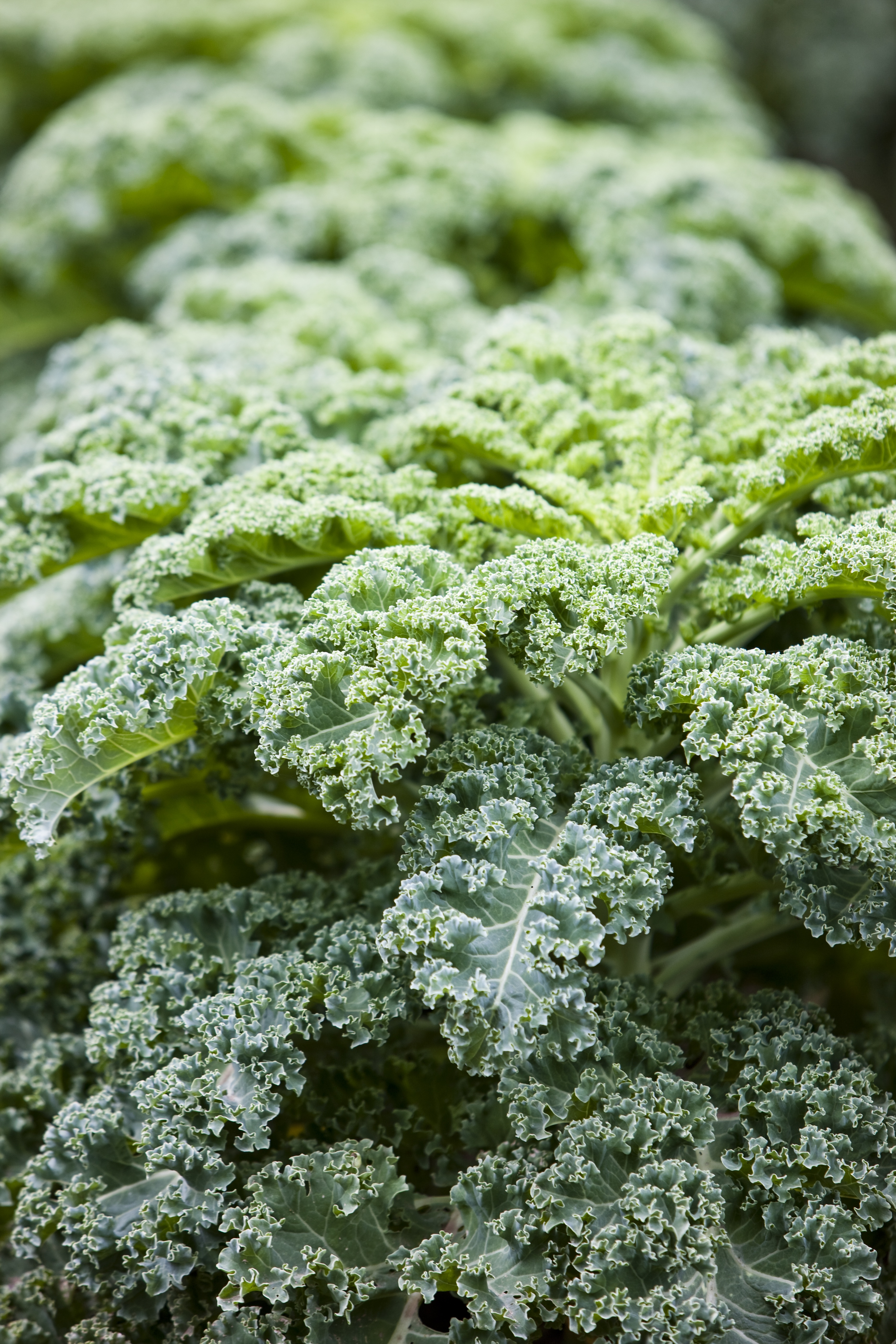 Grønkål - Colourbox